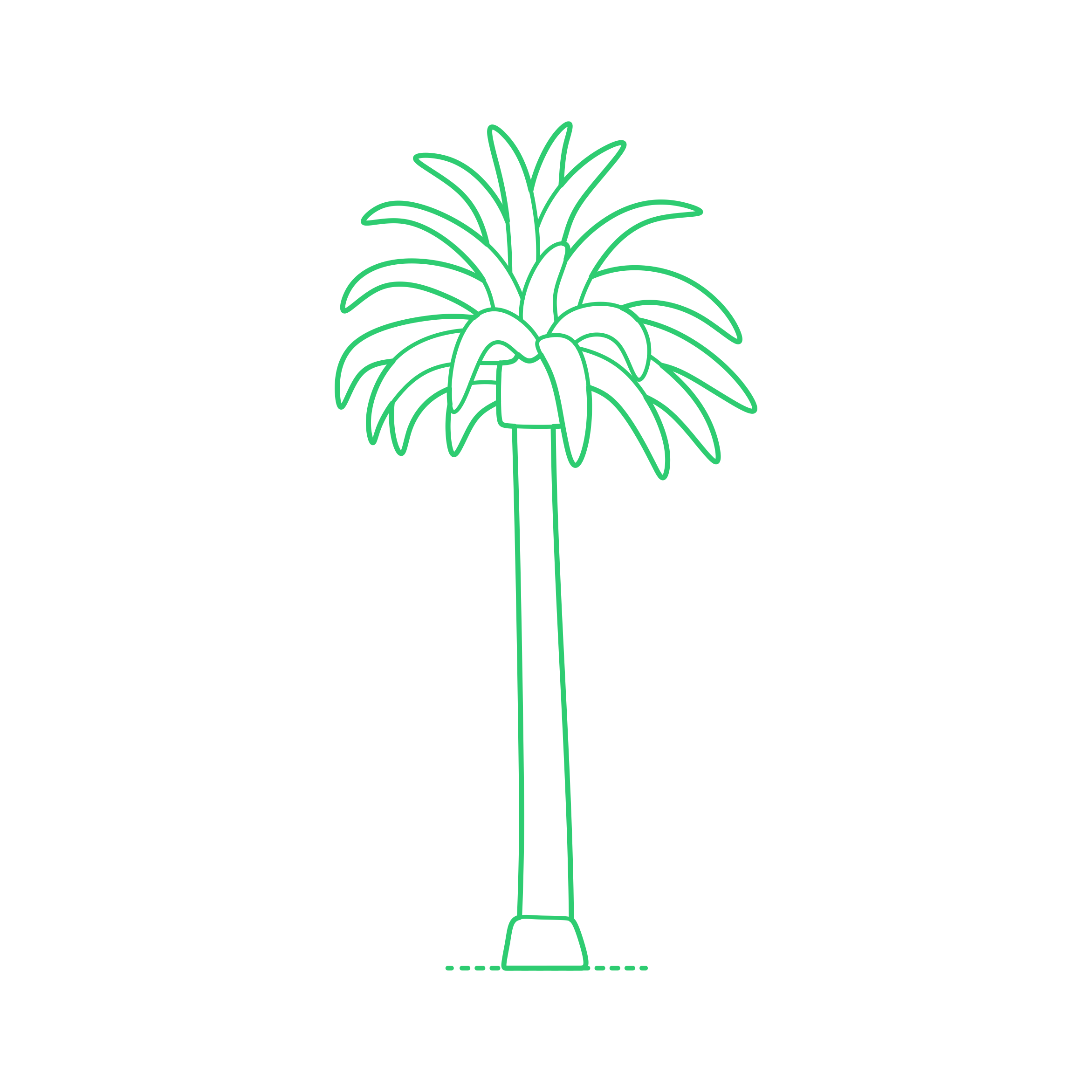 Plants Palms Canary Island Date Palm Sketch Svg Vector Free Vectors